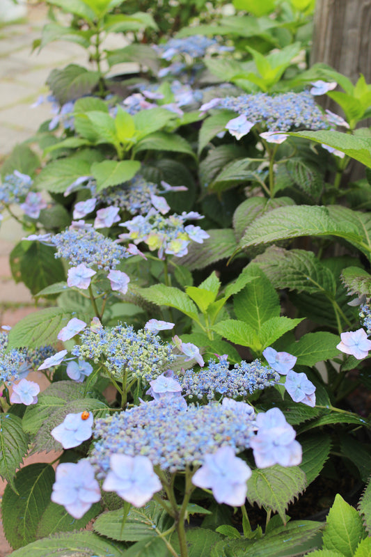 Hydrangea Blue Billow 3g