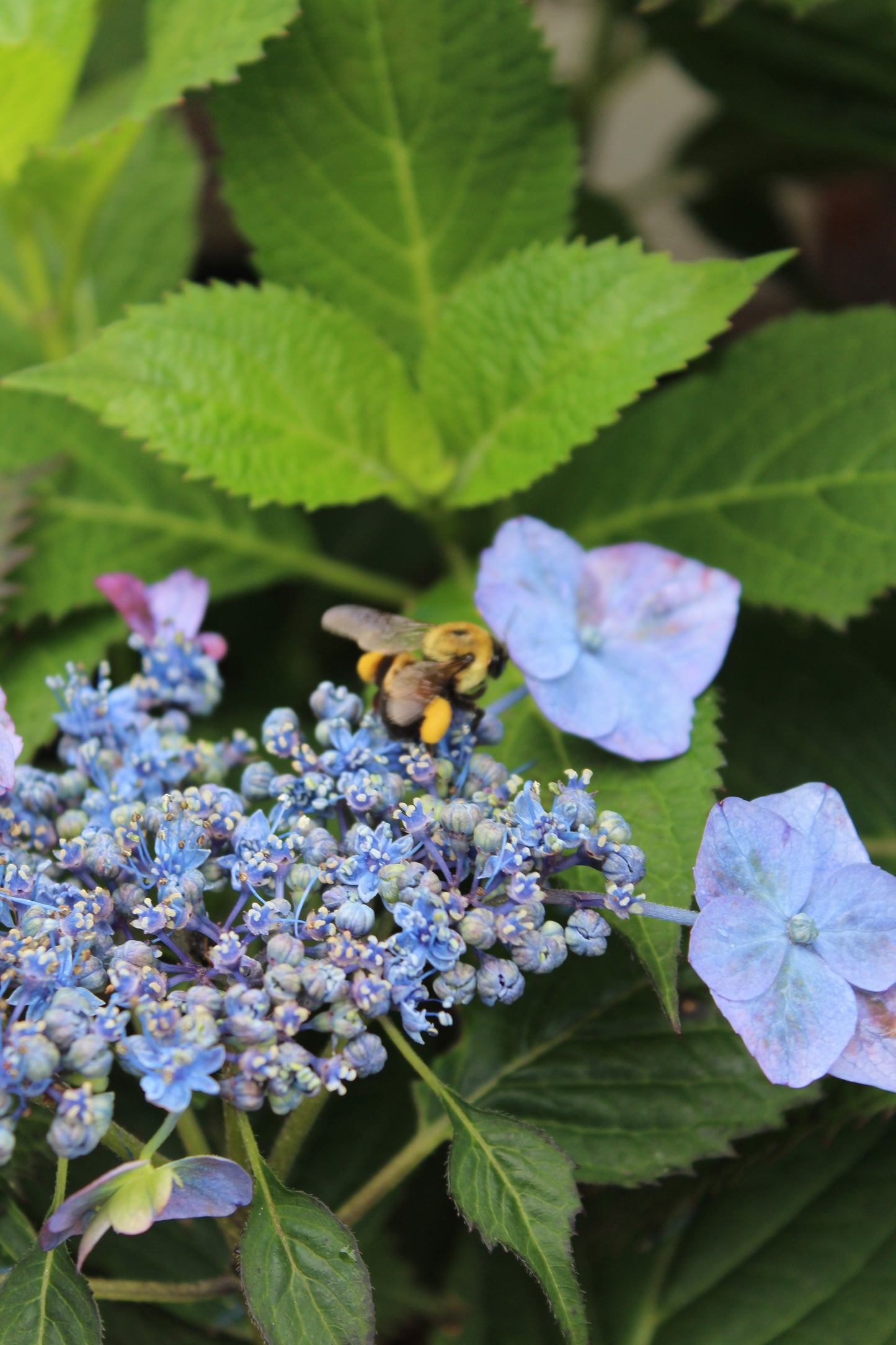 HYDRANGEA M.S. `BLUE BILLOW 3g