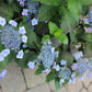 HYDRANGEA M.S. `BLUE BILLOW 3g