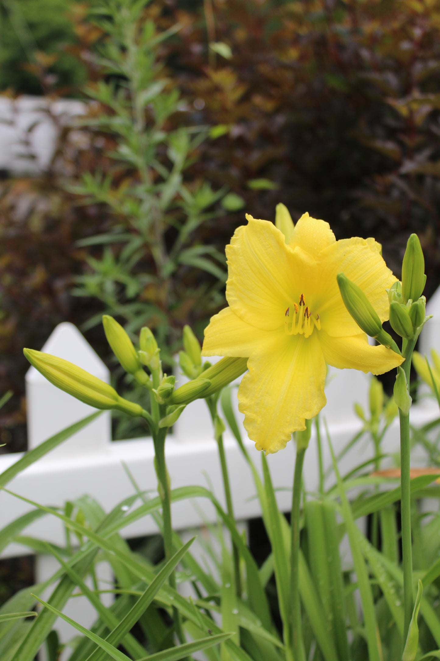 HEMEROCALLIS Big Time Happy 1g