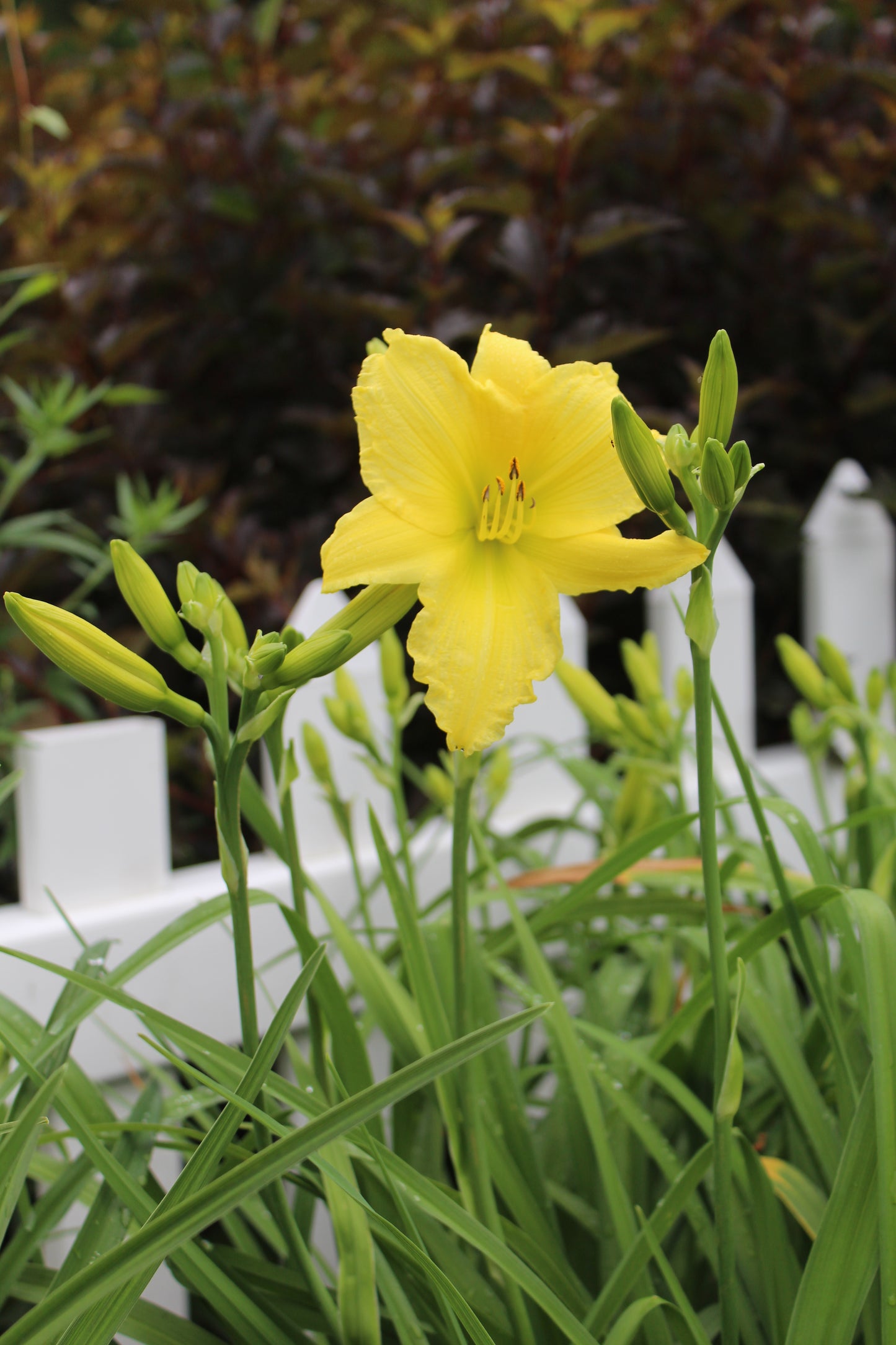 HEMEROCALLIS Big Time Happy 1g