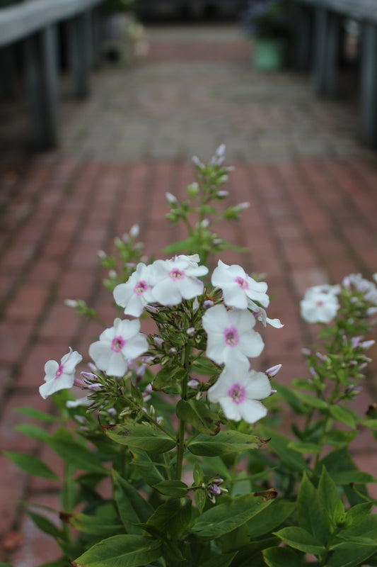 PHLOX pan. Ka-Pow White 1g