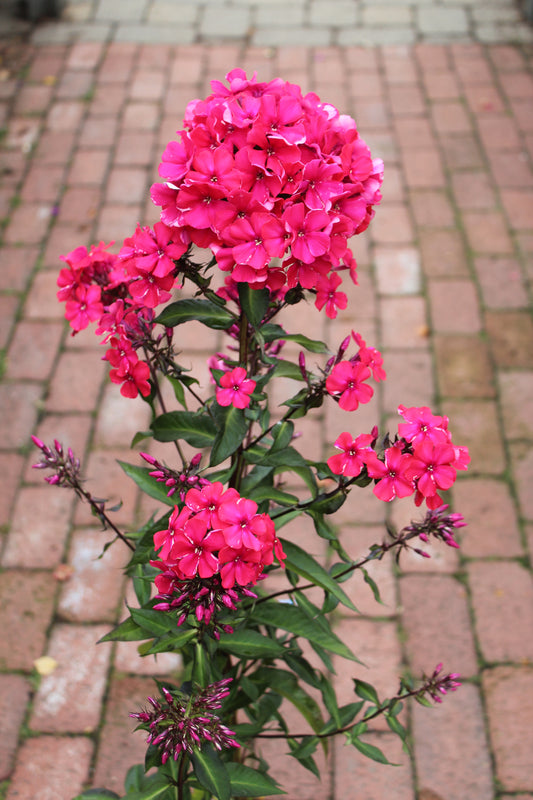 PHLOX paniculata Starfire 1g