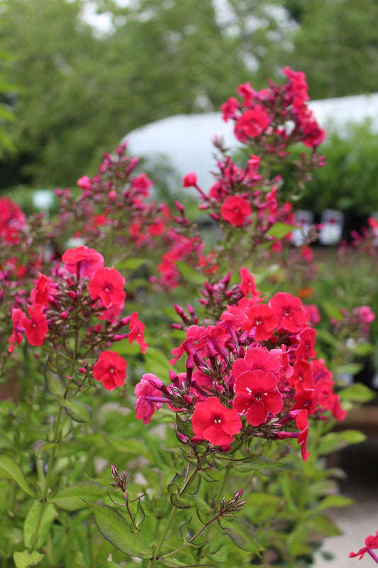 Phlox Red Riding Hood