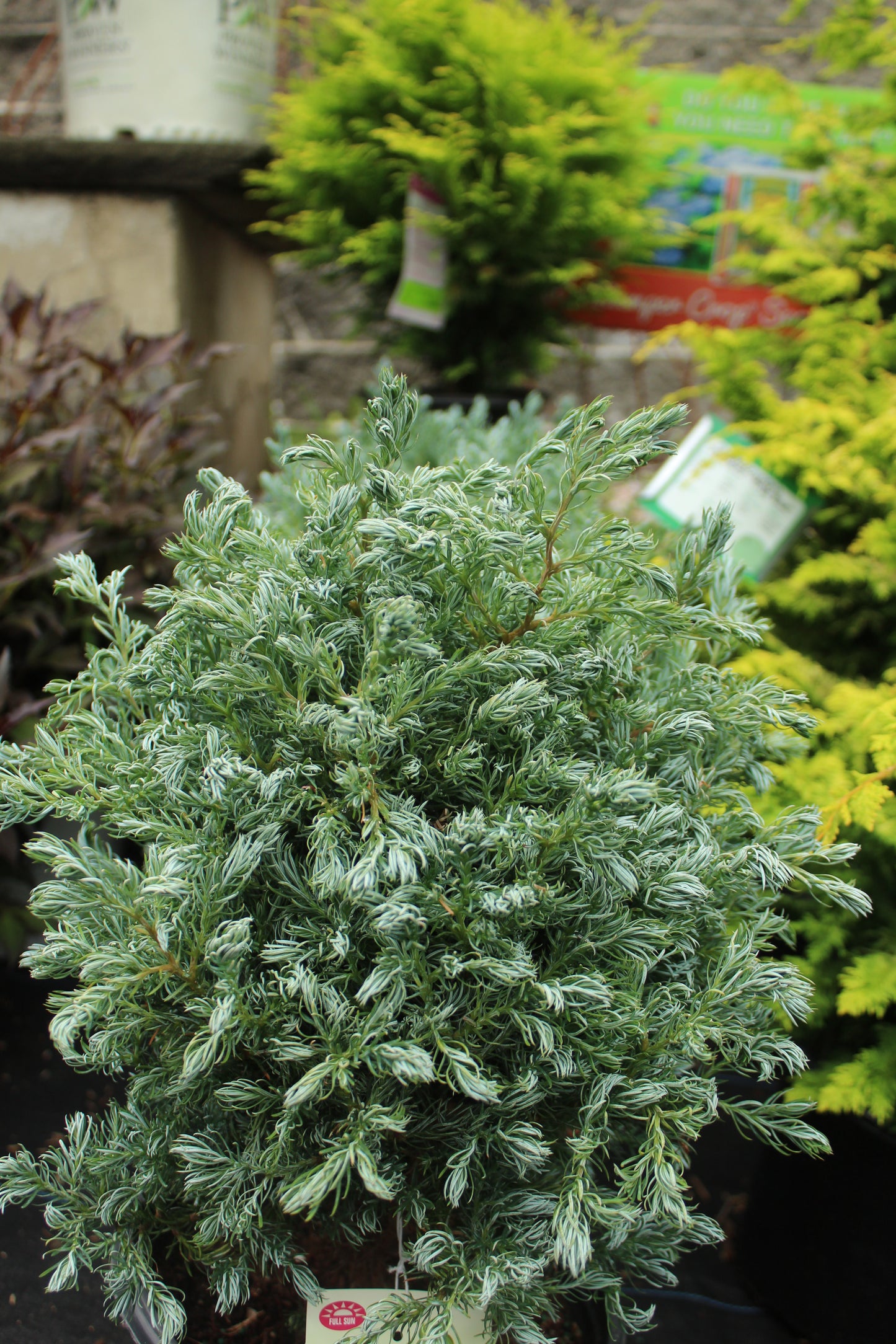 CHAMAECYPARIS PISIFERA `TRUE BLUE 2g