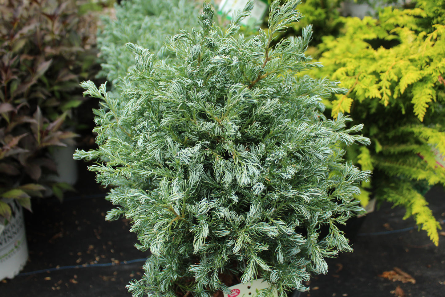 CHAMAECYPARIS PISIFERA `TRUE BLUE 2g