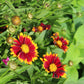COREOPSIS Uptick Red 1g