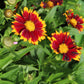 COREOPSIS Uptick Red 1g