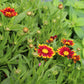 COREOPSIS Uptick Red 1g