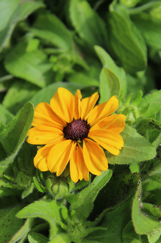 RUDBECKIA hirta Toto Gold 1g