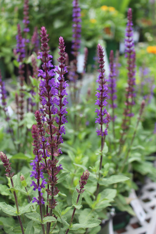 Salvia Caradonna