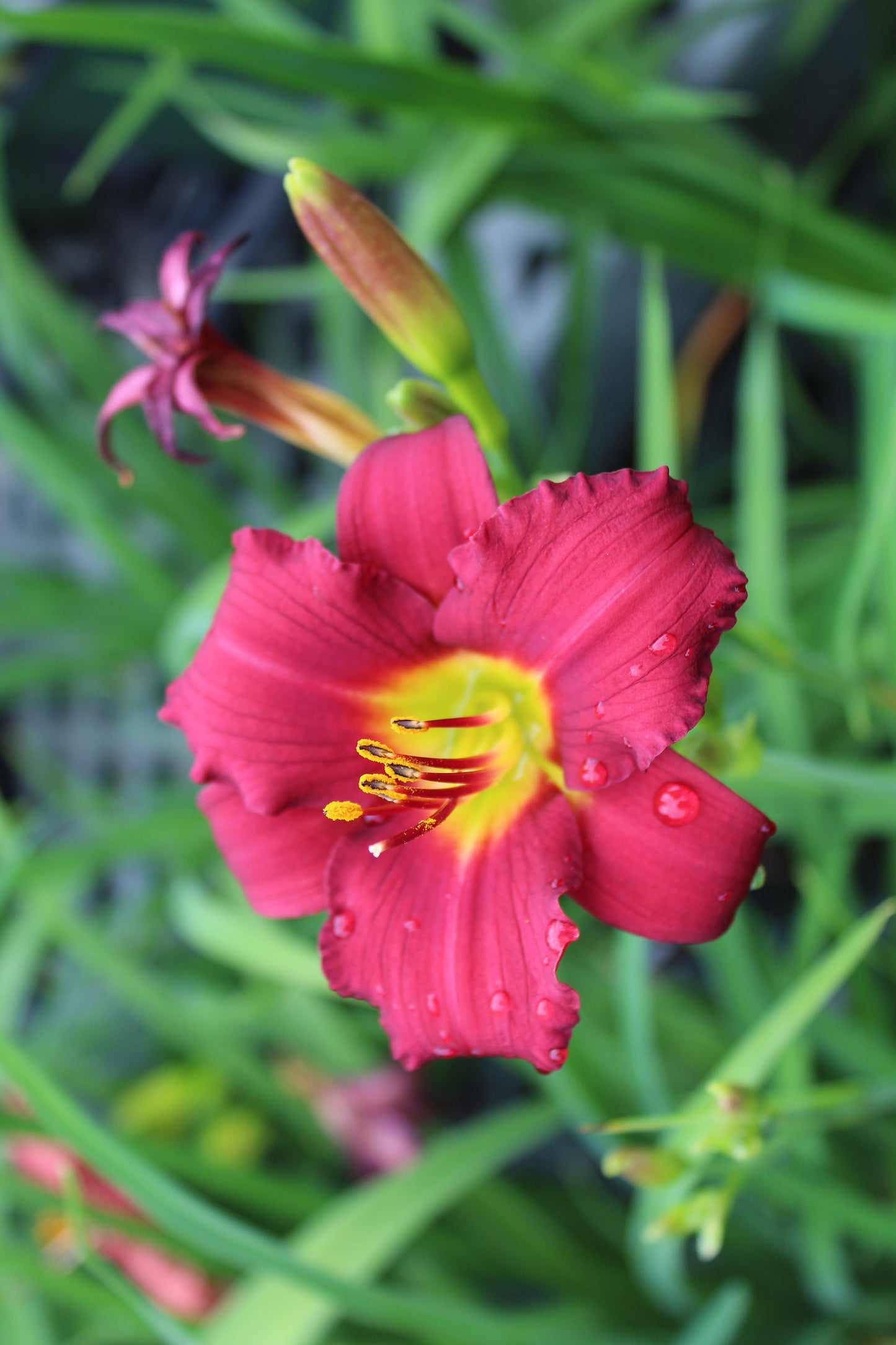 Hemerocallis x Pardon Me