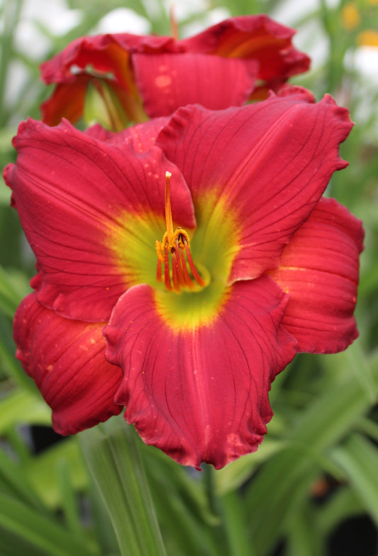 Hemerocallis Red Hot Returns 1g