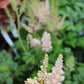 Astilbe chinensis Vision Inferno