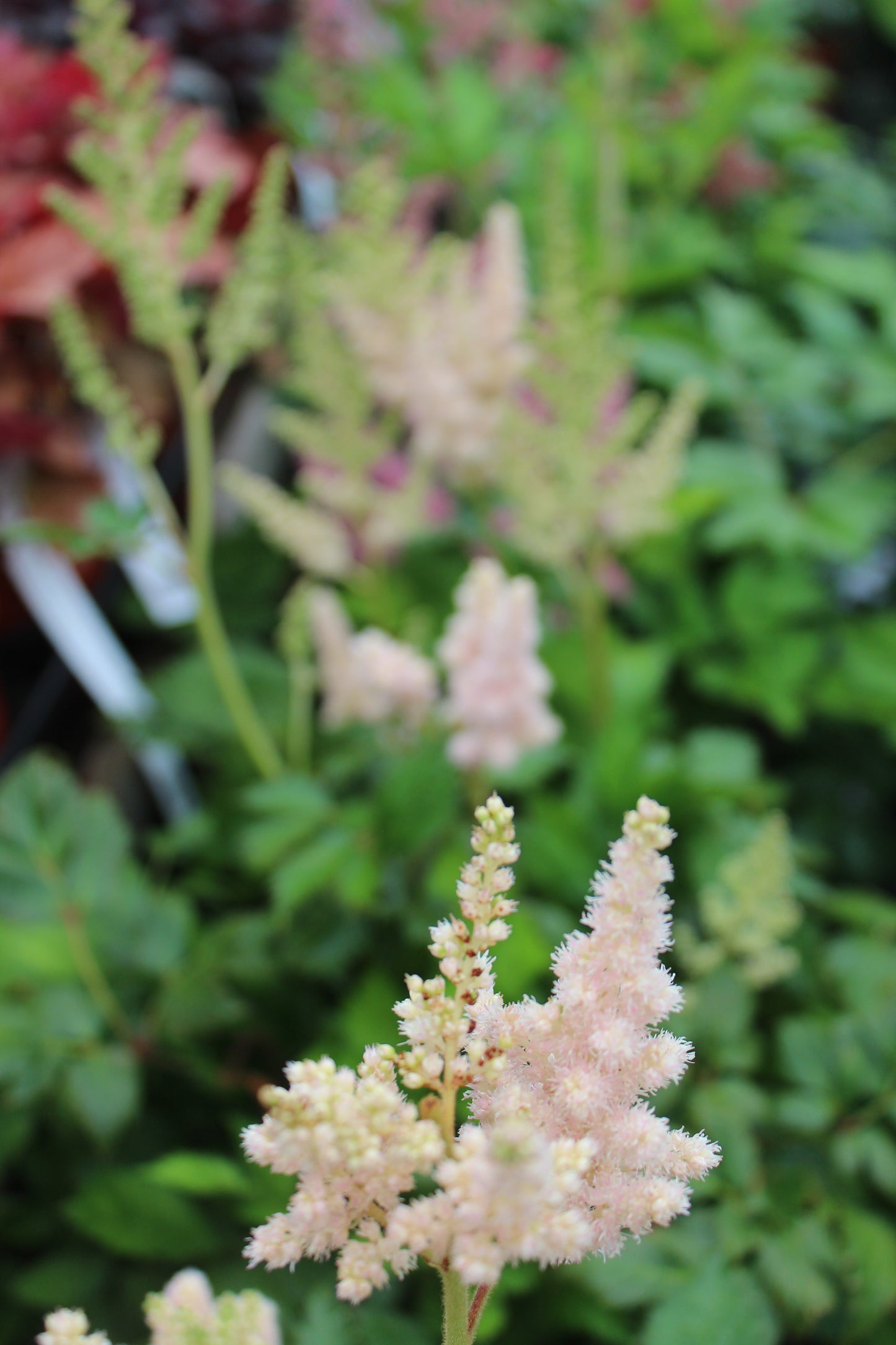 Astilbe chinensis Vision Inferno