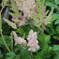 Astilbe chinensis Vision Inferno