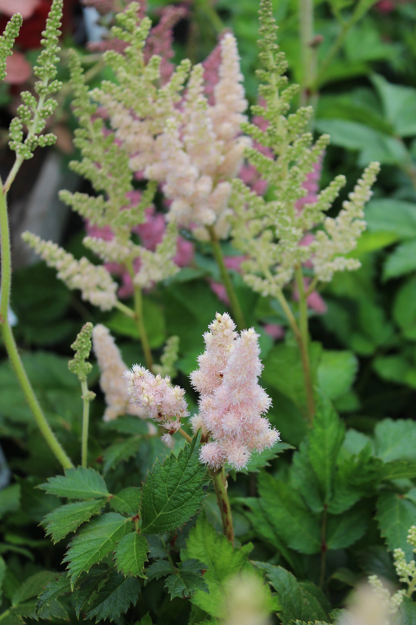 Astilbe chinensis Vision Inferno