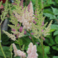 Astilbe chinensis Vision Inferno