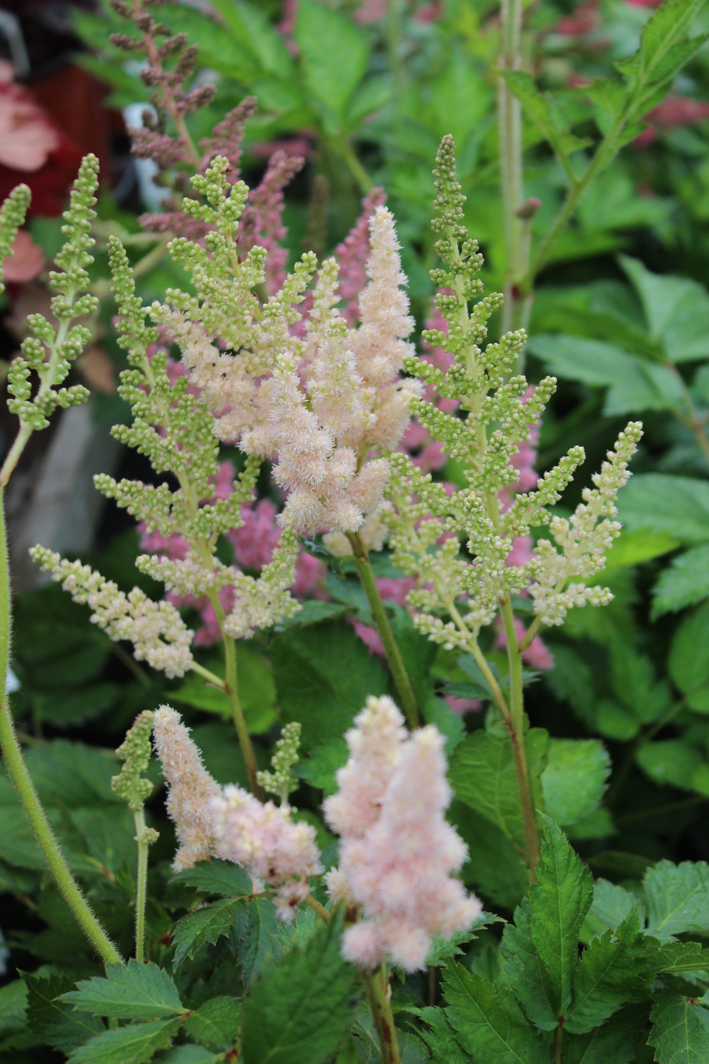 Astilbe chinensis Vision Inferno