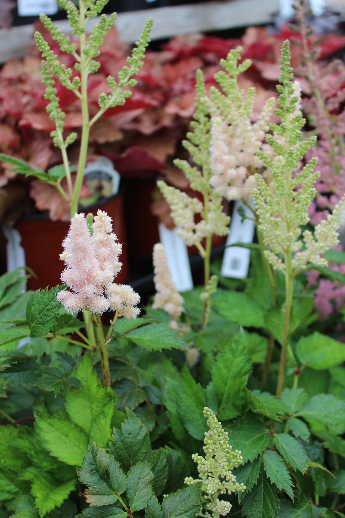 Astilbe chinensis Vision Inferno