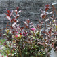 Weigela FL Alexandra (wine & roses) 3g