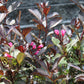 Weigela FL Alexandra (wine & roses) 3g