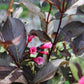 Weigela FL Alexandra (wine & roses) 3g