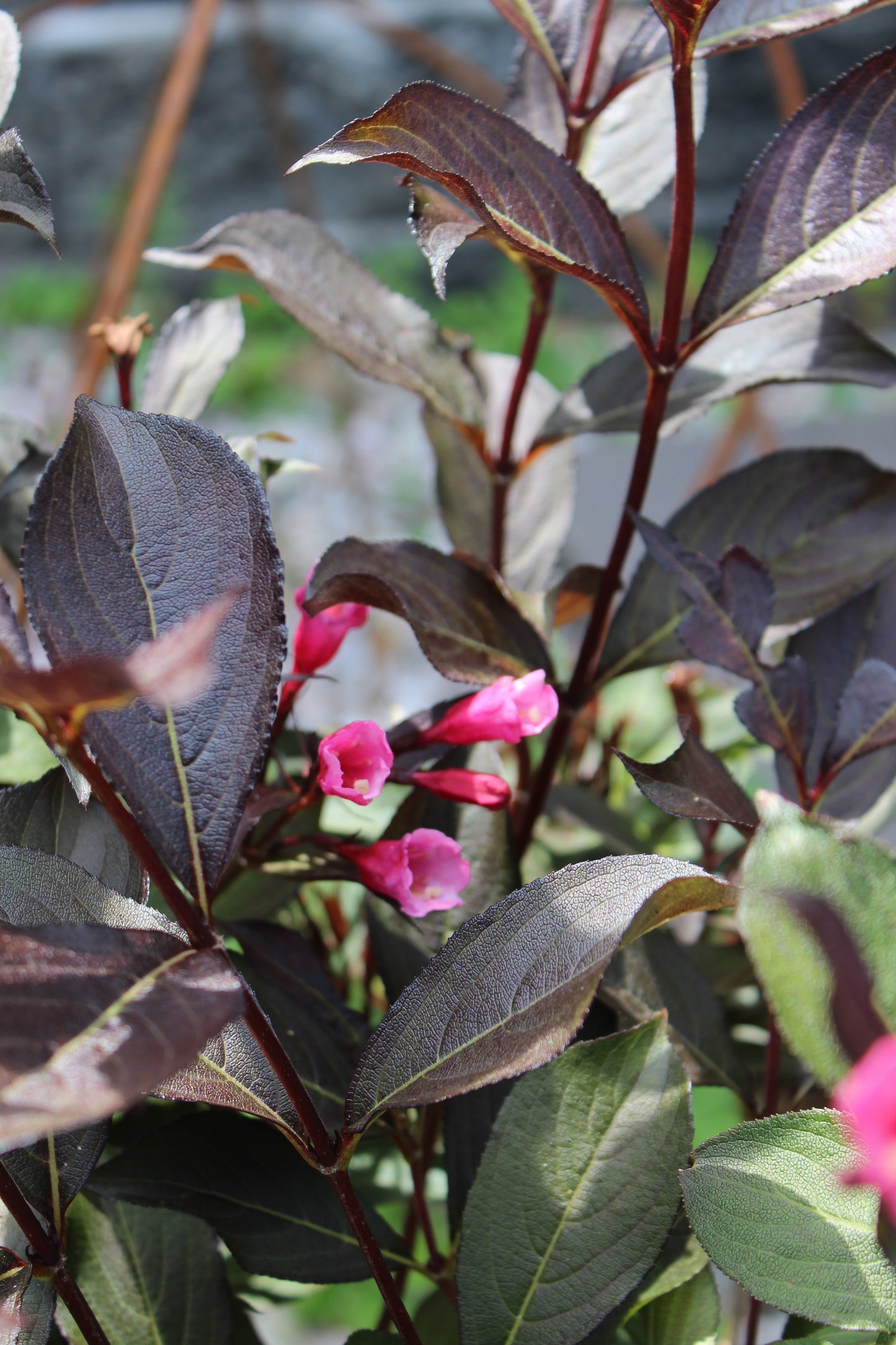 Weigela FL Alexandra (wine & roses) 3g