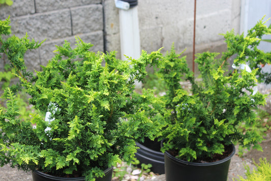 Chamaecyparis Fernspray 3g