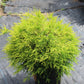 Chamaecyparis pisifera filifera Mops 3g