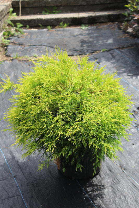 Chamaecyparis pisifera filifera Mops 3g