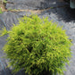 Chamaecyparis pisifera filifera Mops 3g