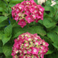 HYDRANGEA M E.S.SUMMER CRUSH 2g