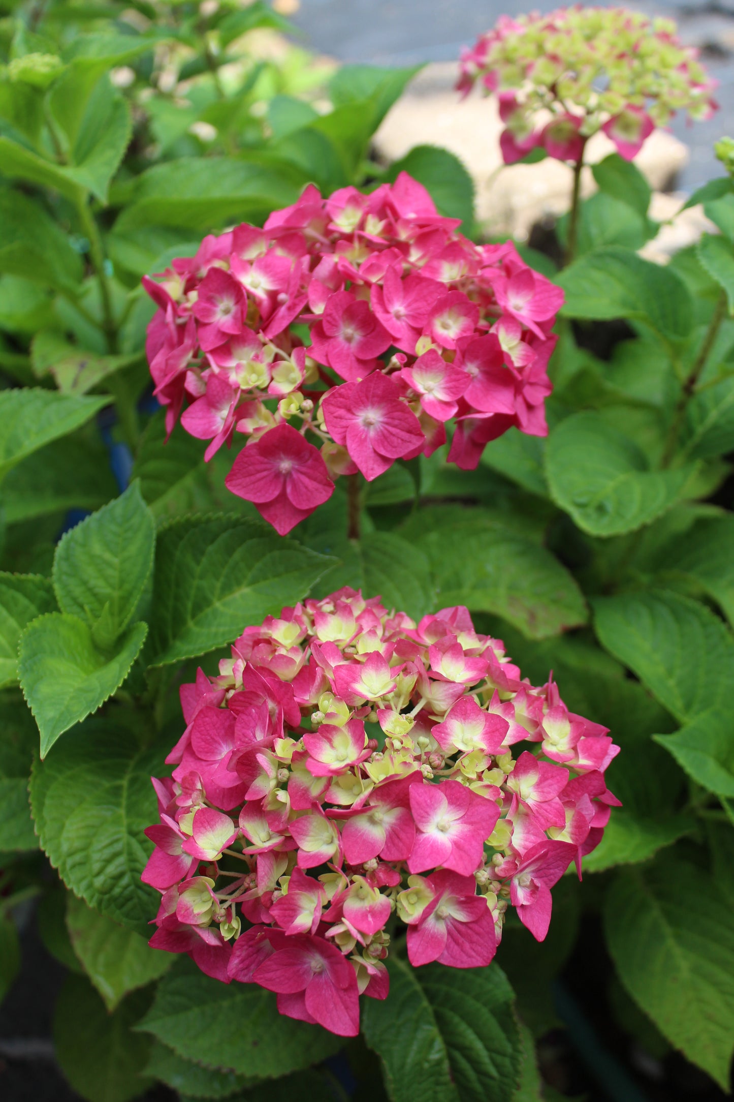 HYDRANGEA M E.S.SUMMER CRUSH 2g