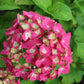 HYDRANGEA M E.S.SUMMER CRUSH 2g