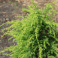 Juniperus  Gold Cone 3g