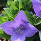 PLATYCODON  Sentimental Blue 1g
