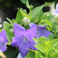 PLATYCODON  Sentimental Blue 1g