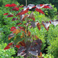 CERCIS CAN. `RUBY FALLS` 7g