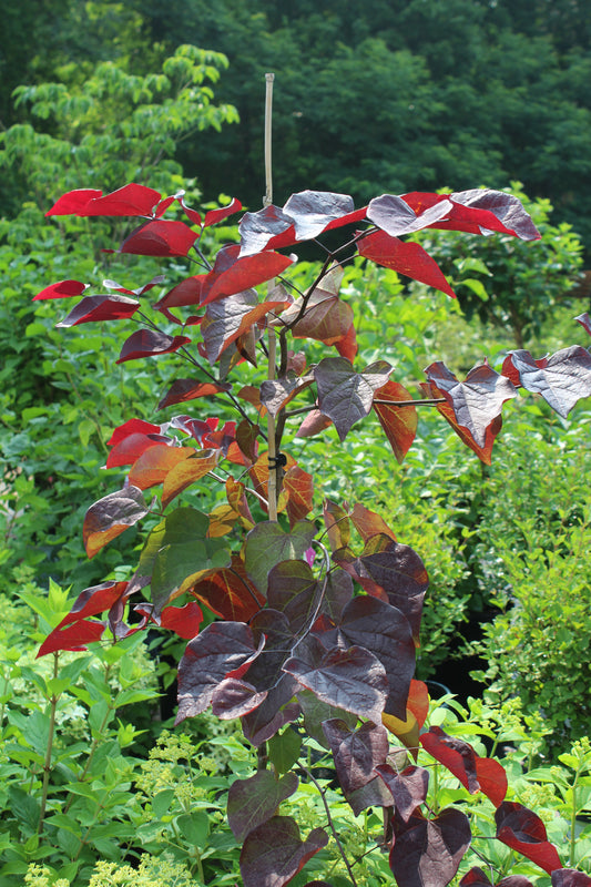 Cercis ruby falls 5-6ft B&B