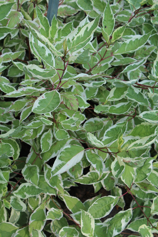 Cornus alba Ivory Halo