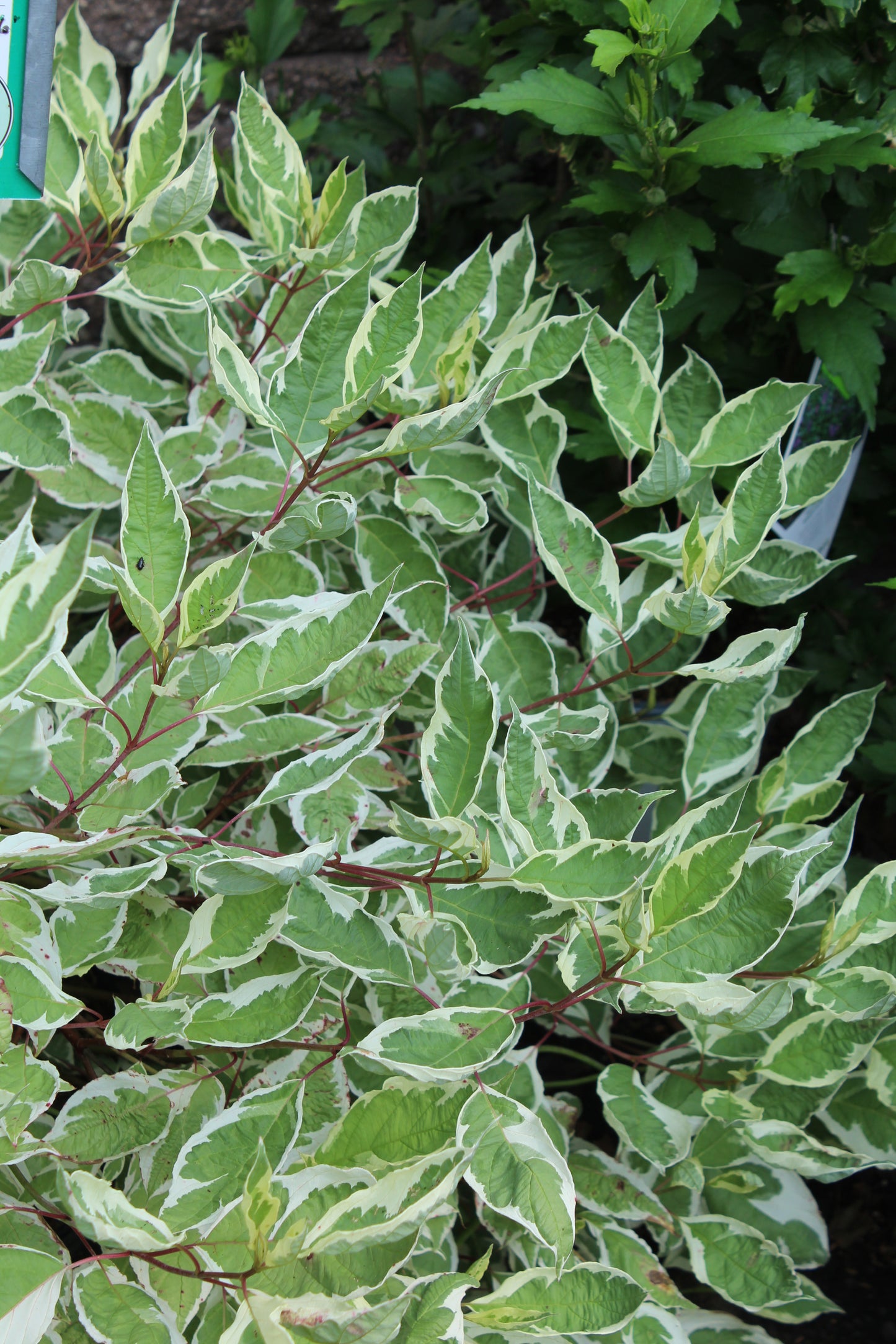 Cornus alba Ivory Halo