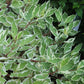 CORNUS ALBA `IVORY HALO` ,3