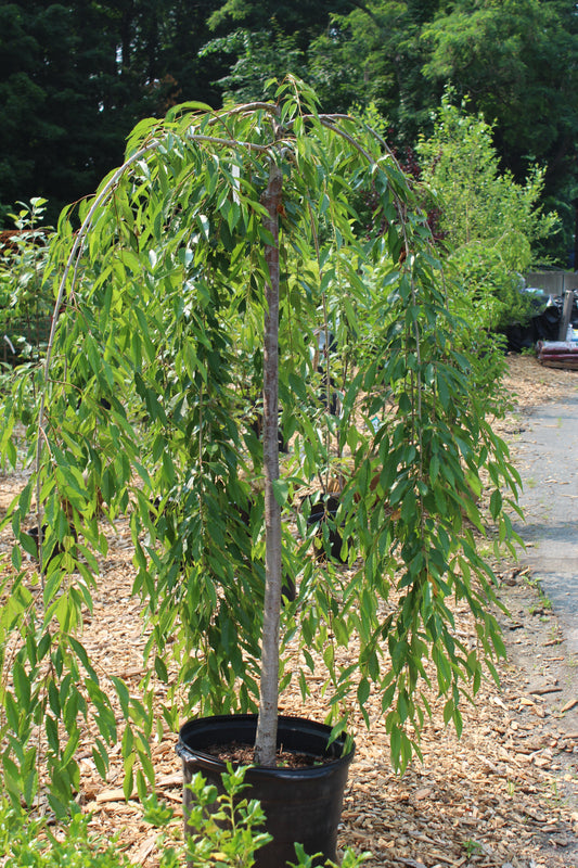 Prunus sub Pendula Plena Rosea 15g