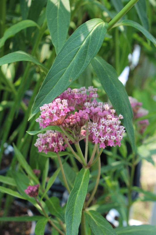 ASCLEPIAS incarnata Cinderella 1g