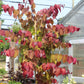 Cercis Flame Thrower 15g