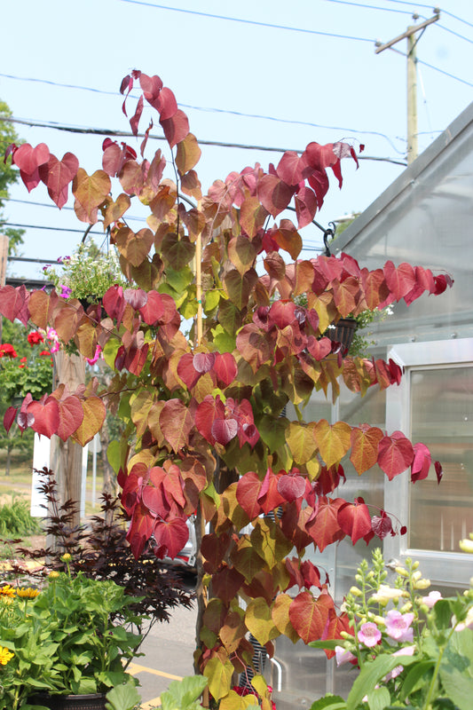 Cercis Flame Thrower 15g
