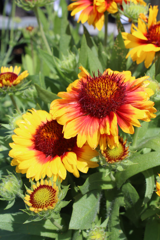 Gaillardia Mesa Bicolor 1g