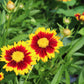COREOPSIS Uptick Red 1g