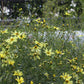 Coreopsis Moonbeam 1g